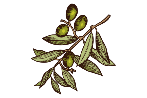 Download Healthy Oil Fruits. Olive Tree Branch Dr - Healthy Collection